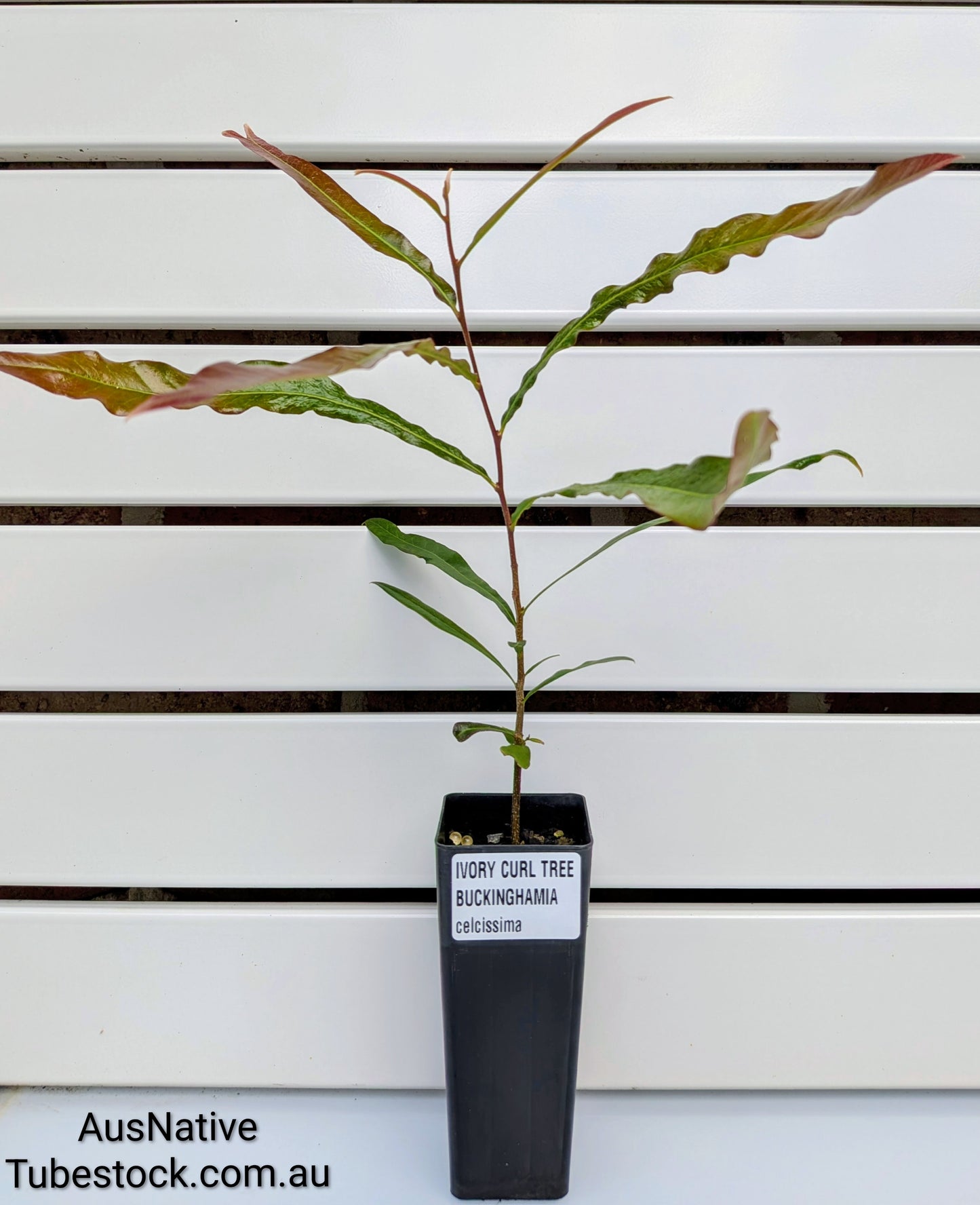 Ivory Curl Tree Tubestock (50mm x 120mm)