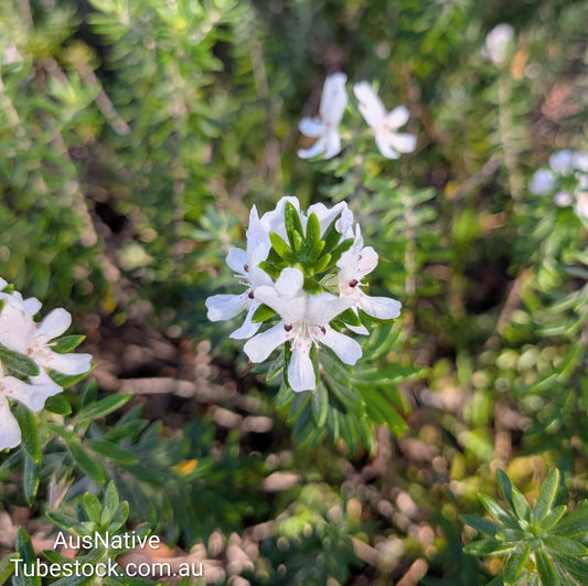 Westringia 'Zena' Tubestock (50mm x120mm)