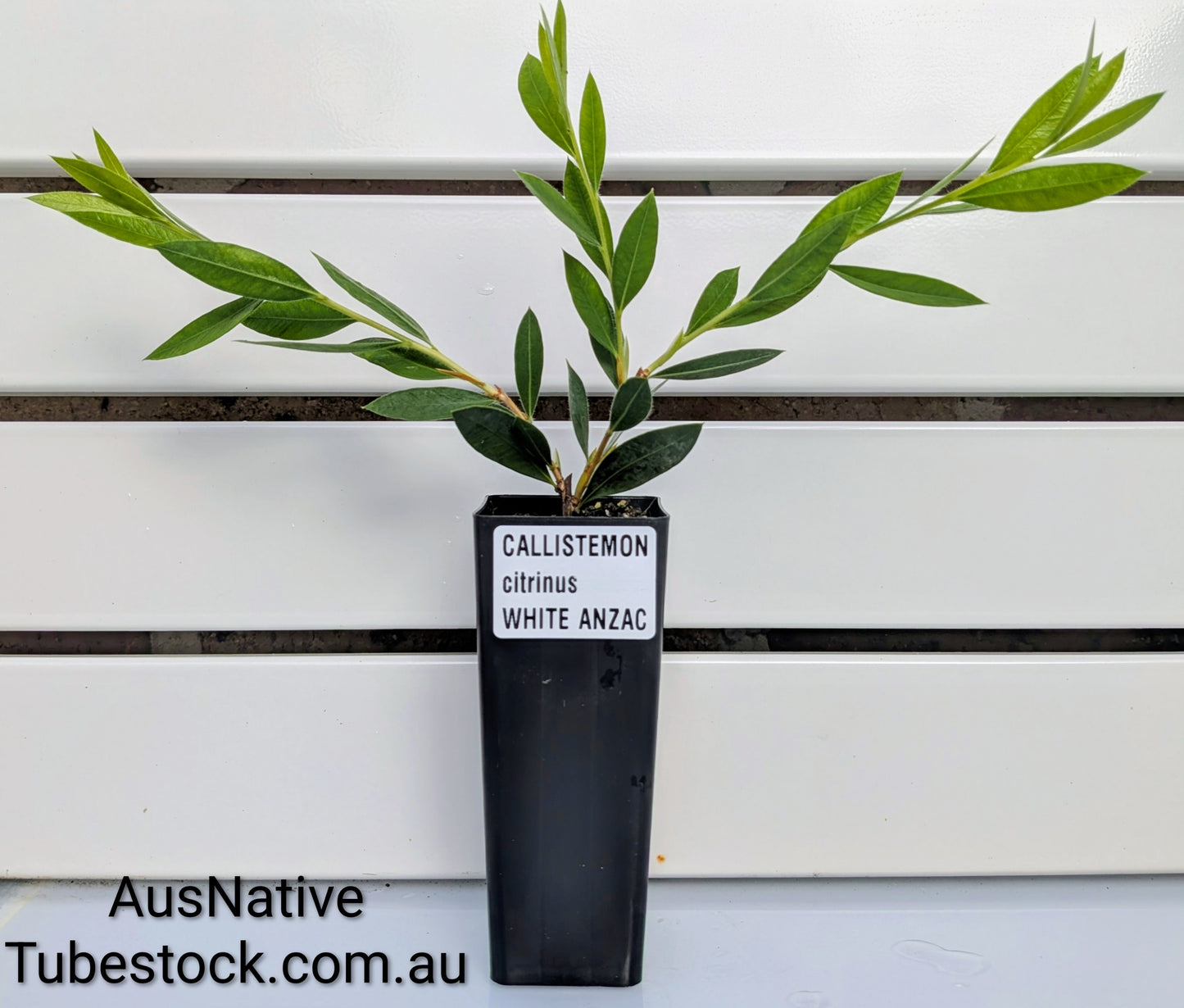 Callistemon 'White Anzac' Tubestock (50mm x 120mm)