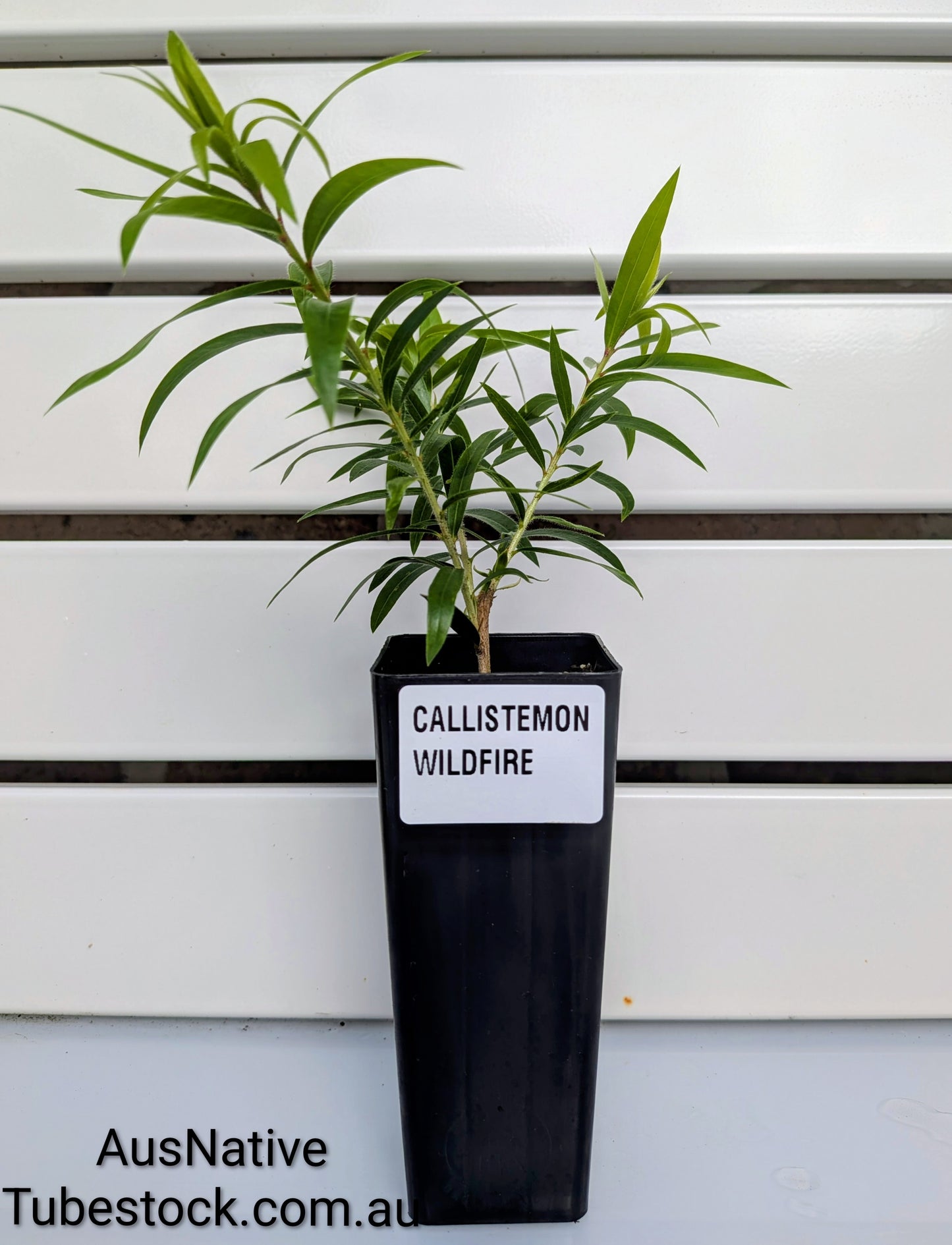 Callistemon 'Wildfire' Tubestock (50mm x 120mm)