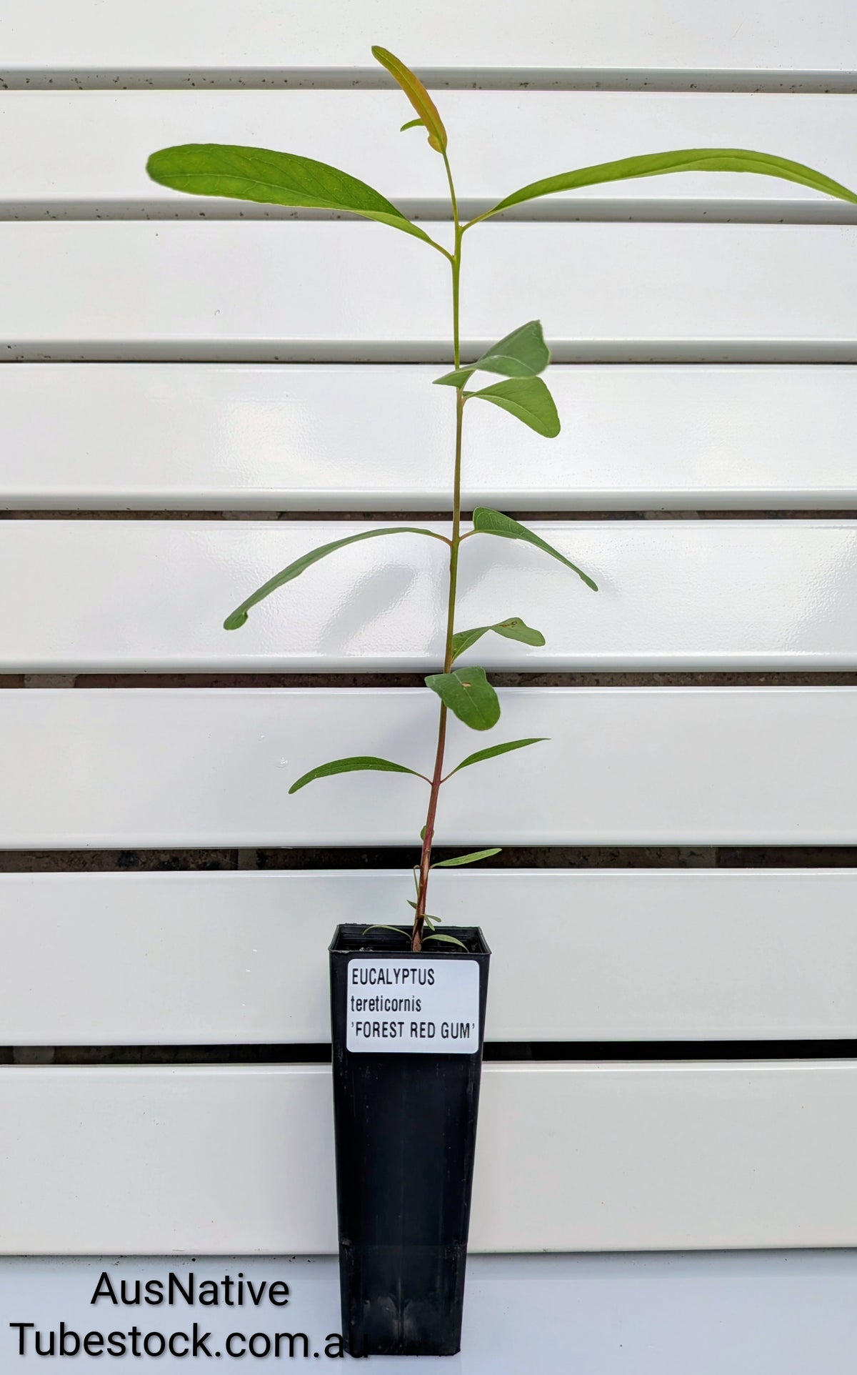 Forest Red Gum | Eucalyptus tereticornis Tubestock (50mm x 120mm)