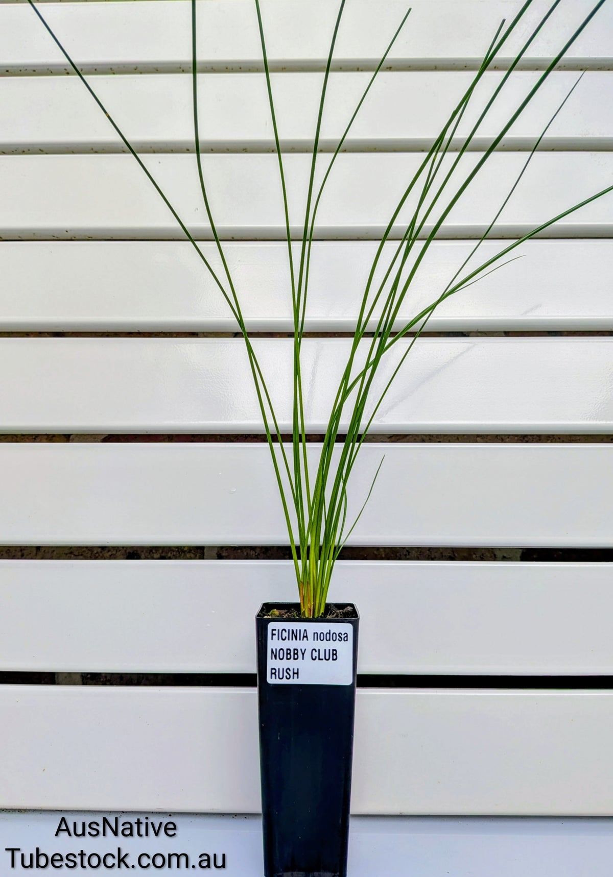 Ficinia nodosa | Knobby Club Rush Tubestock (50mm x 120mm)