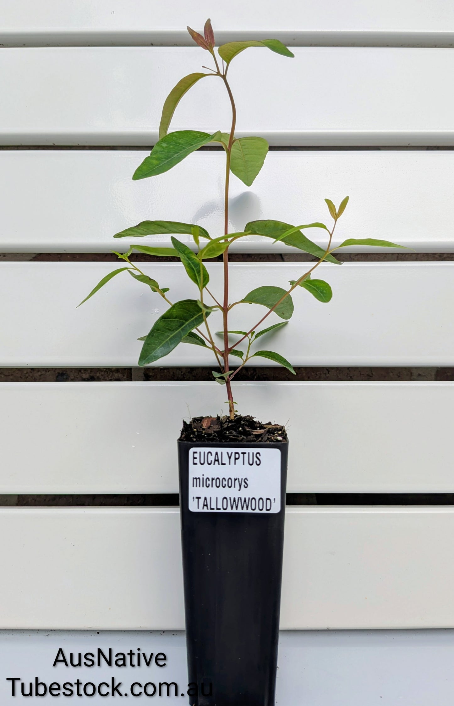Tallowwood | Eucalyptus microcorys Tubestock (50mm x 120mm)