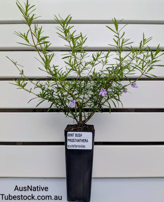 NSW Mint Bush Tubestock (50mm x 120mm)