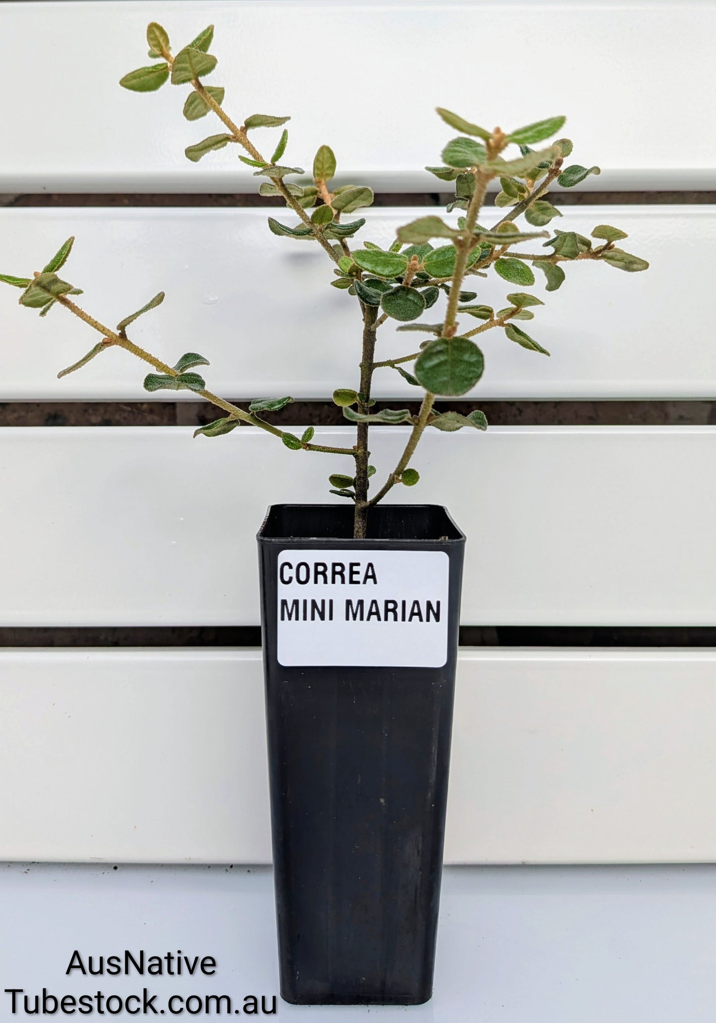 Correa 'Mini Marian' Tubestock (50mm x 120mm)