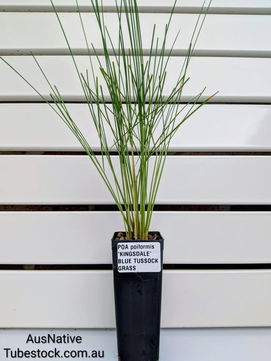 Poa poiformis 'Kingsdale' Tubestock (50mm x 120mm)