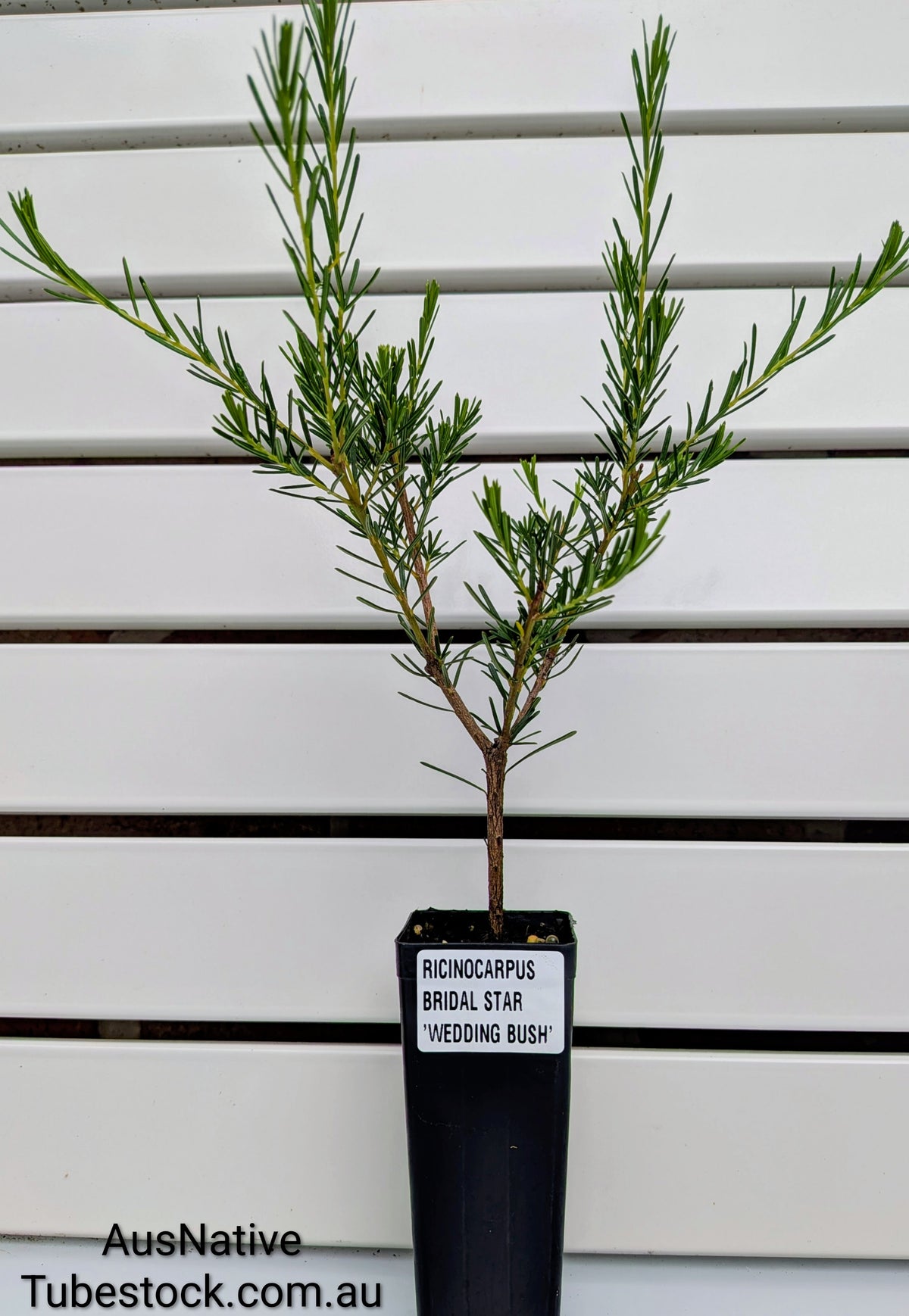 Wedding Bush 'Bridal Star' Tubestock (50mm x 120mm)