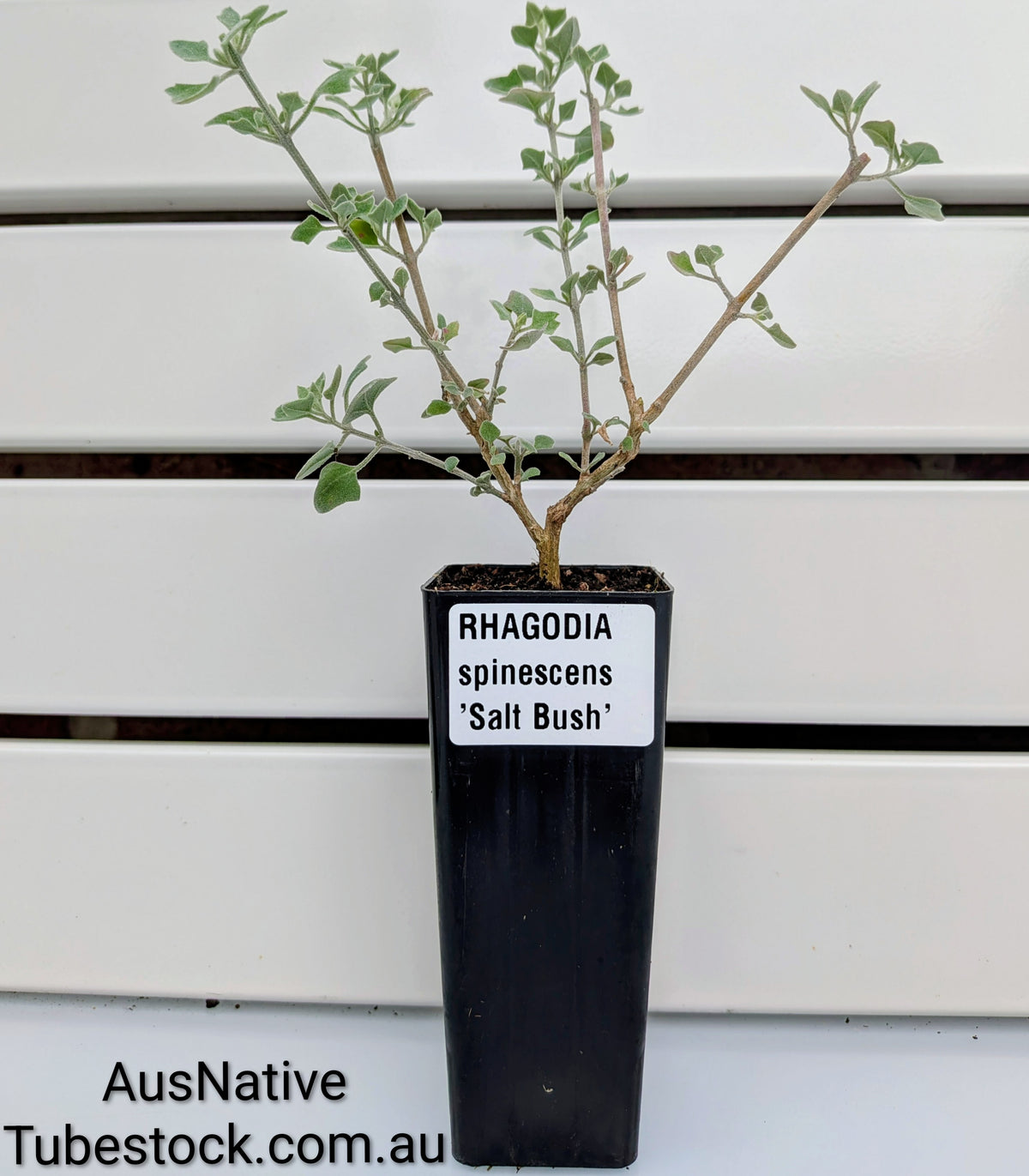 Salt Bush Tubestock (50mm x 120mm)