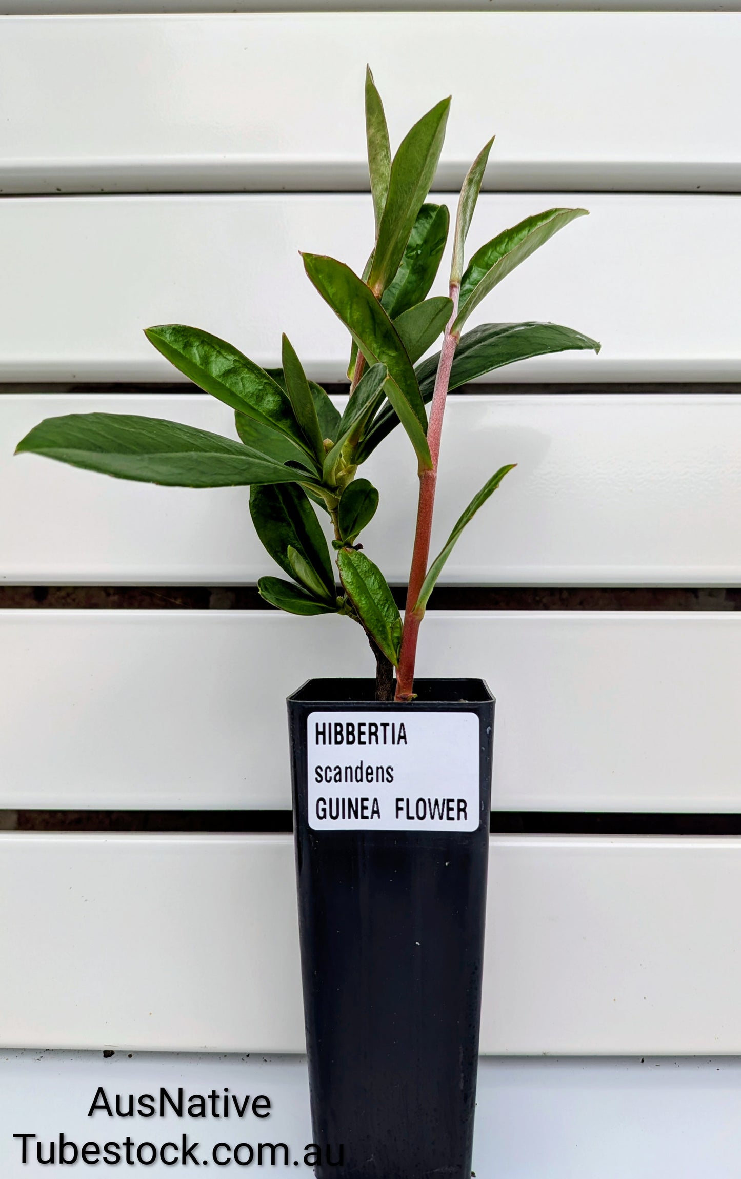 Hibbertia scandens Tubestock (50mm x 120mm)