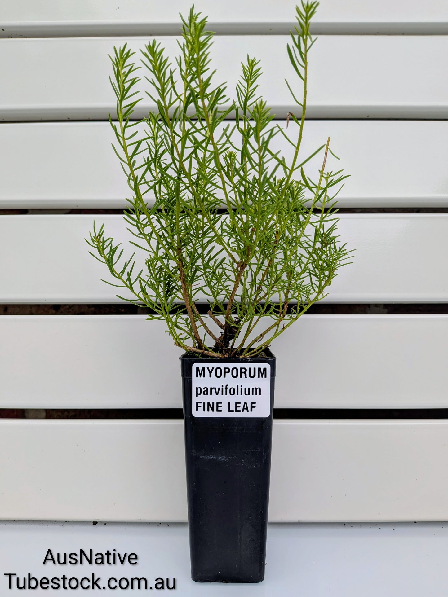 Myoporum 'Fine Leaf' Tubestock (50mm x 120mm)