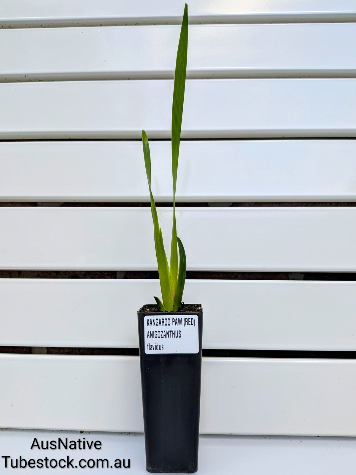 Kangaroo Paw 'Red' Tubestock (50mm x 120mm)