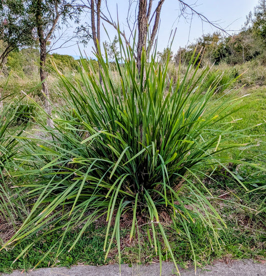 Lomandra longifolia Forestry Tray (40 Cell)