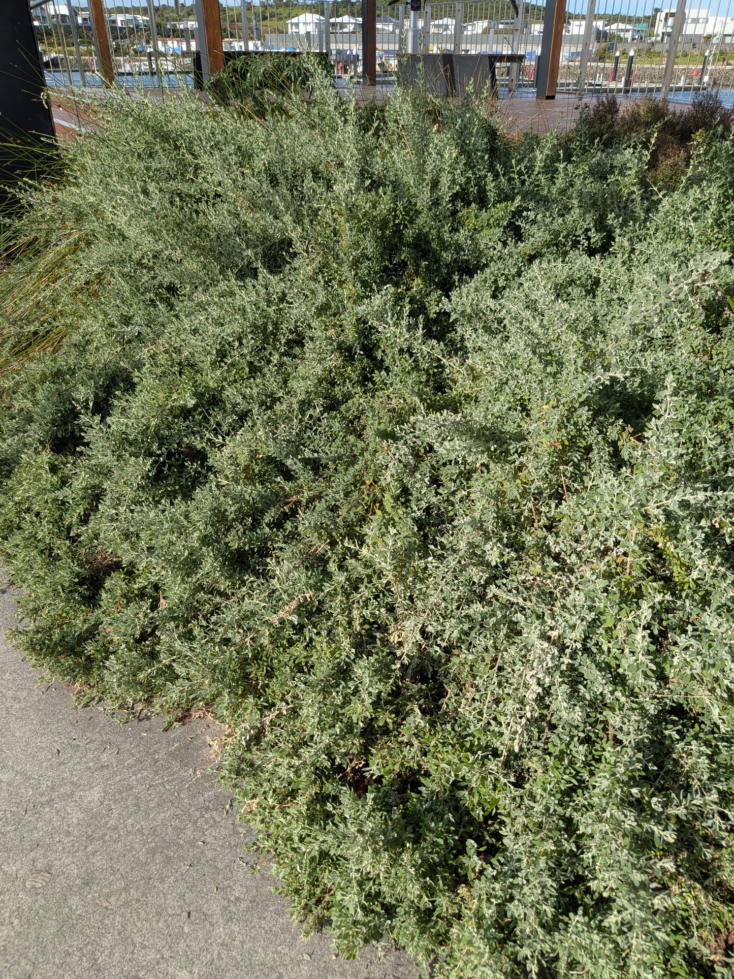 Salt Bush Tubestock (50mm x 120mm)