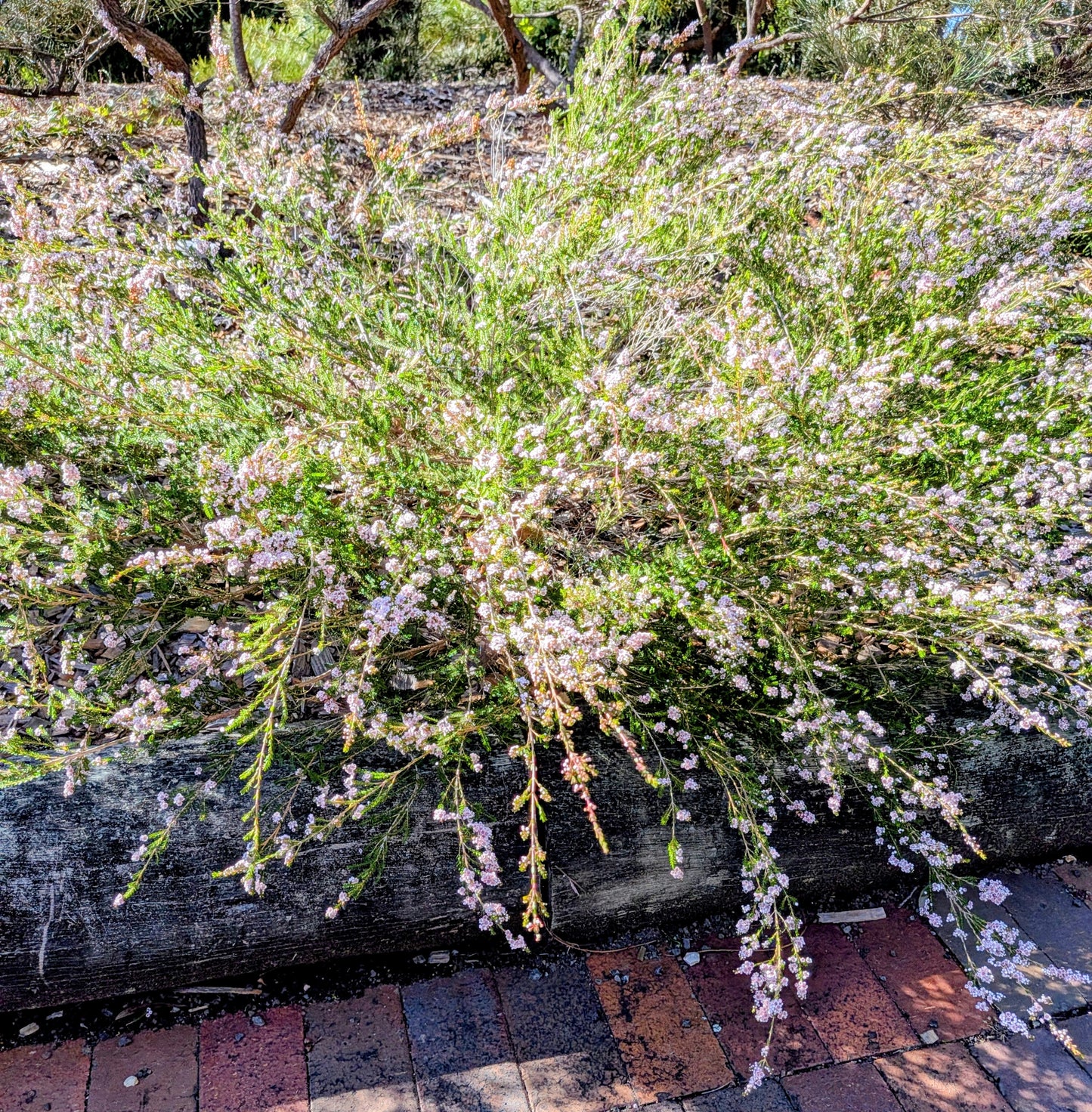 Thryptomene 'F.C Payne' Tubestock (50mm x 120mm)