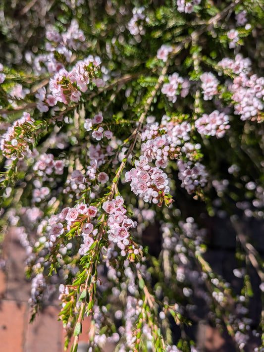 Thryptomene 'F.C Payne' Tubestock (50mm x 120mm)