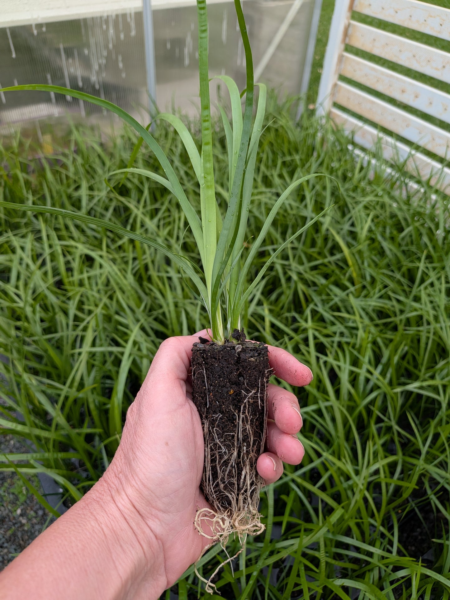 Lomandra hystrix Forestry tray (40 Cell)