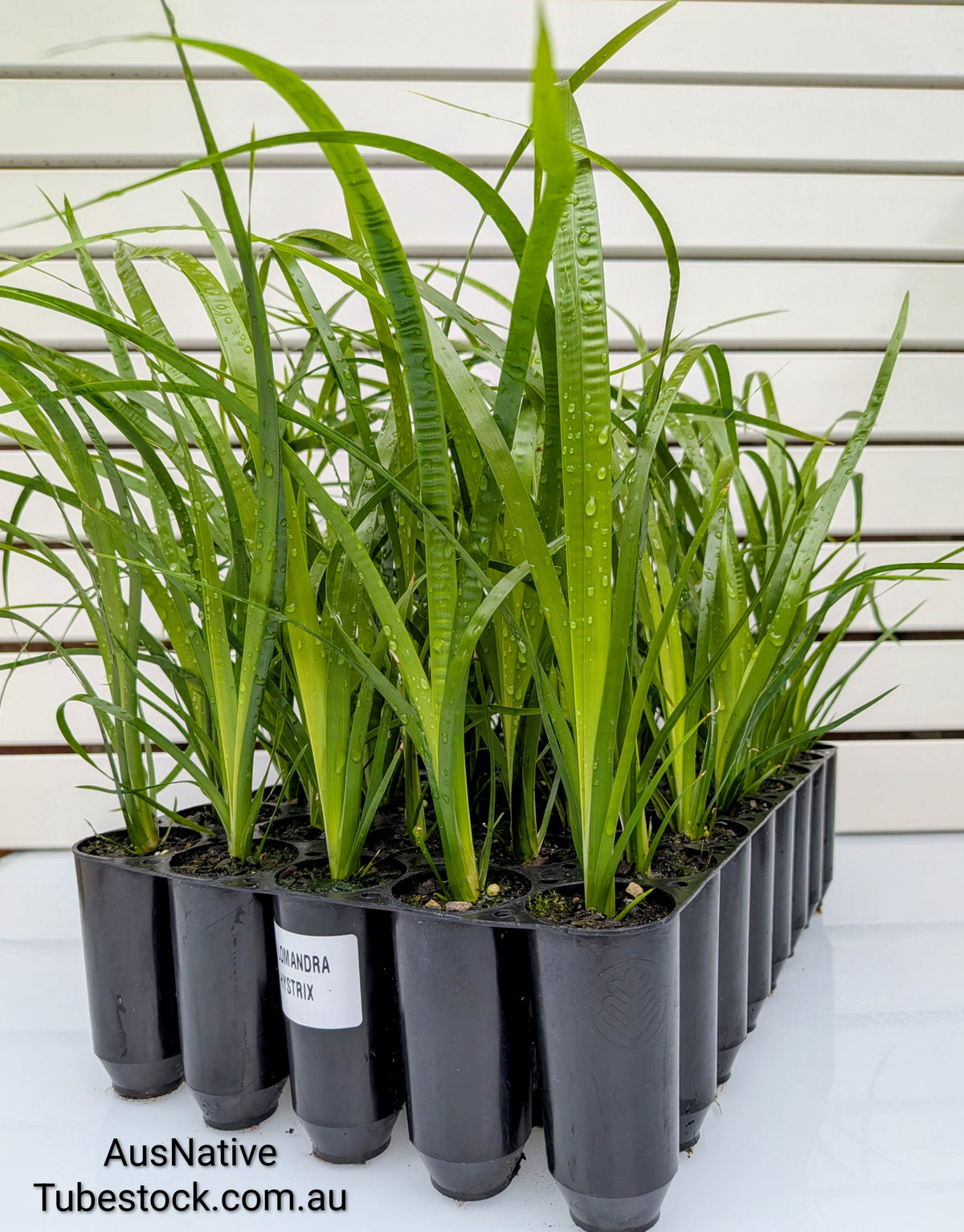 Lomandra hystrix Forestry tray (40 Cell)