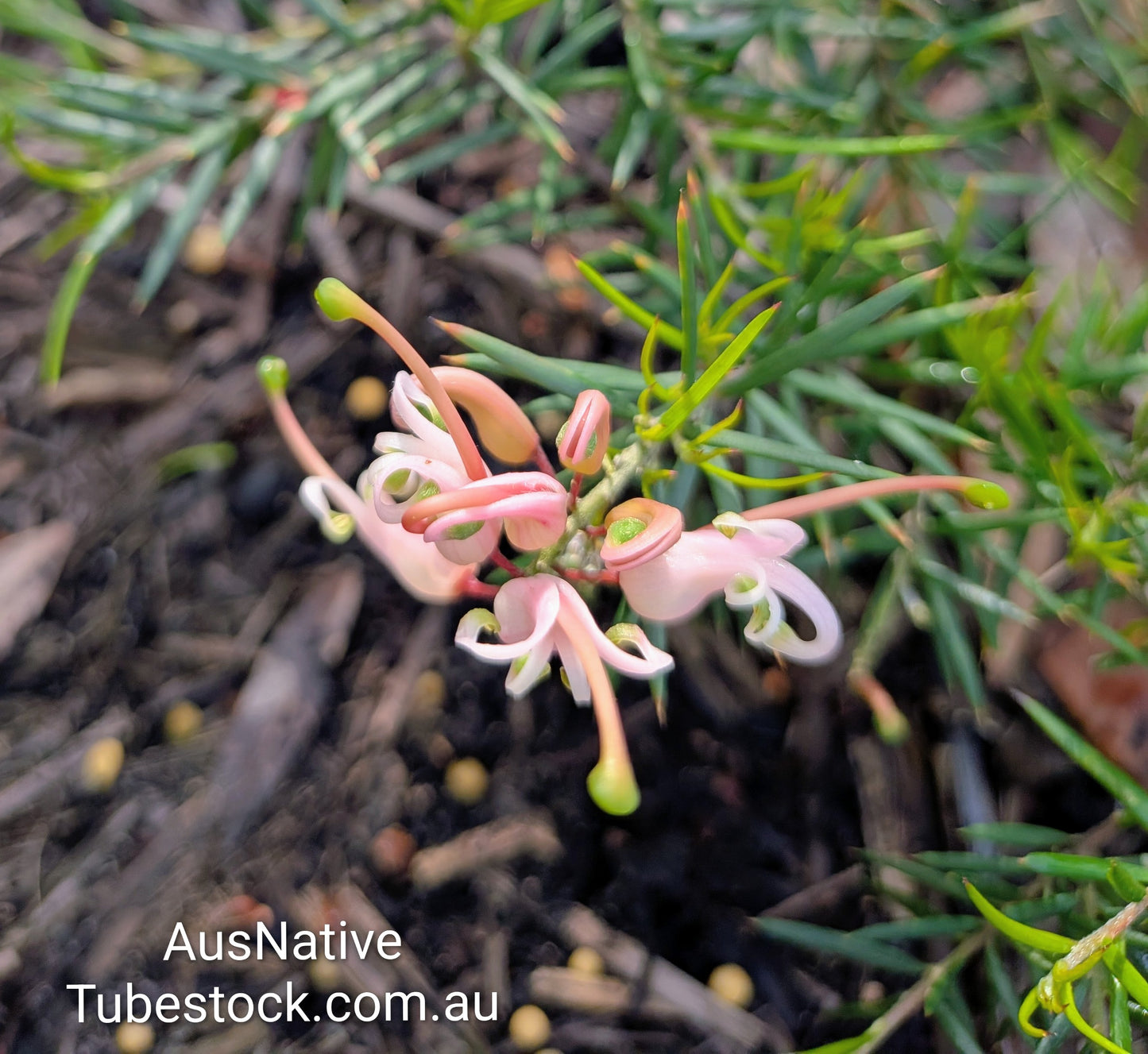 Grevillea 'Pink Lady' Tubestock (50mm x 120mm)