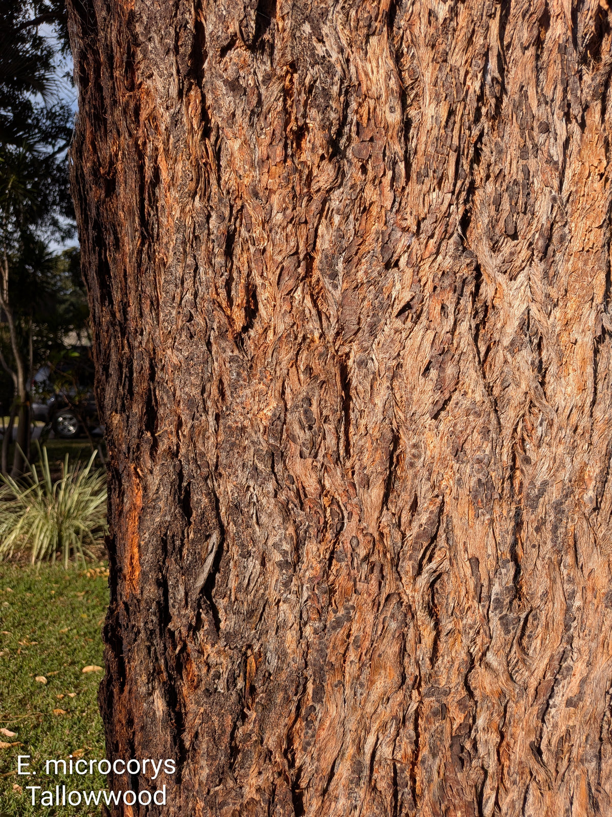 Tallowwood | Eucalyptus microcorys Tubestock (50mm x 120mm)
