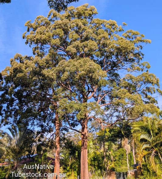 Tallowwood | Eucalyptus microcorys Tubestock (50mm x 120mm)