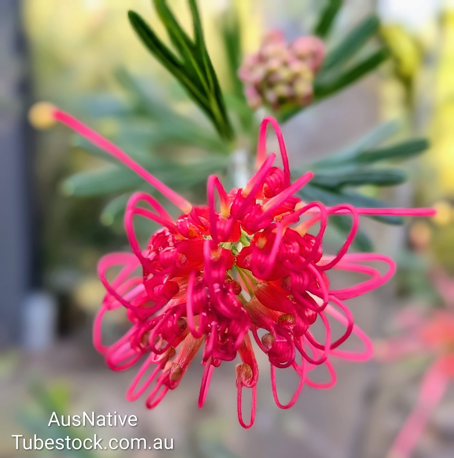 Grevillea 'Red Sunset' Tubestock (50mm x 120mm)