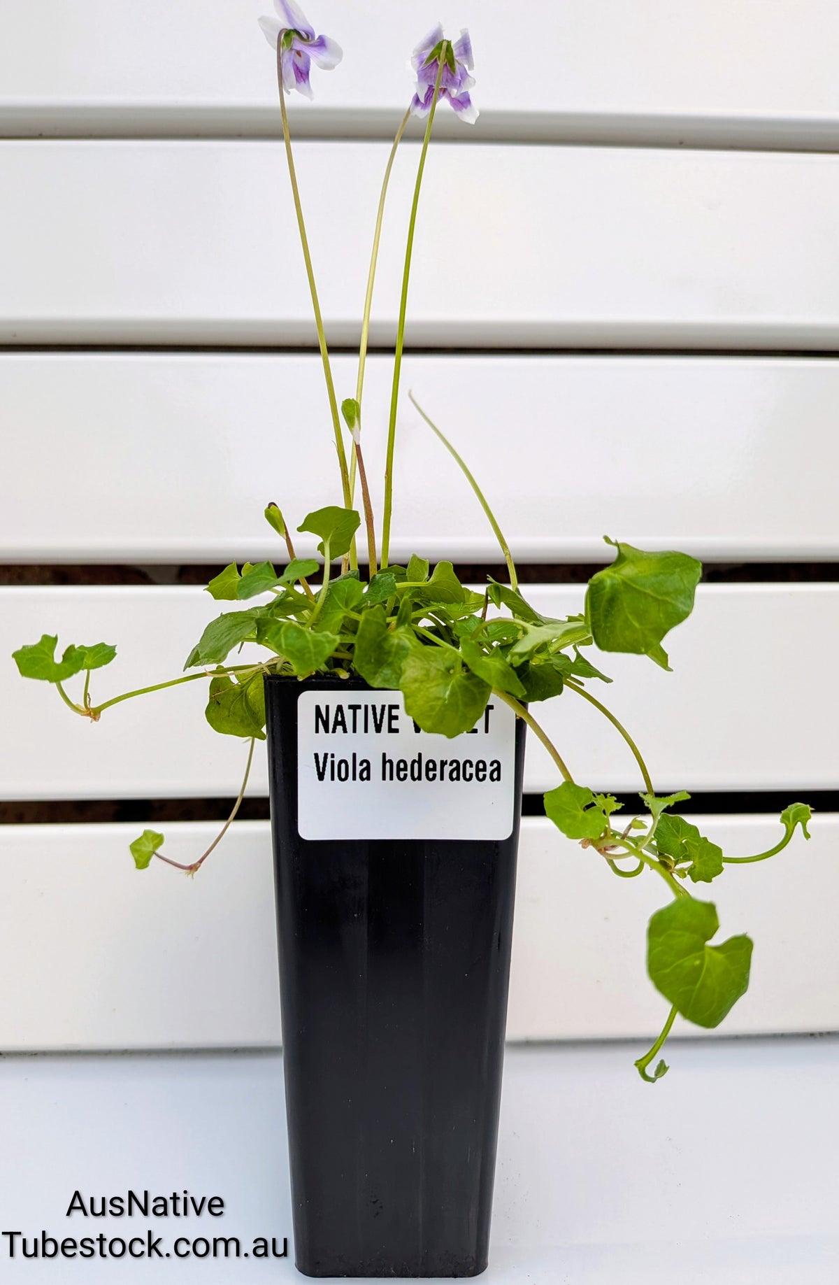 Native Violet Tubestock (50mm x 120mm)