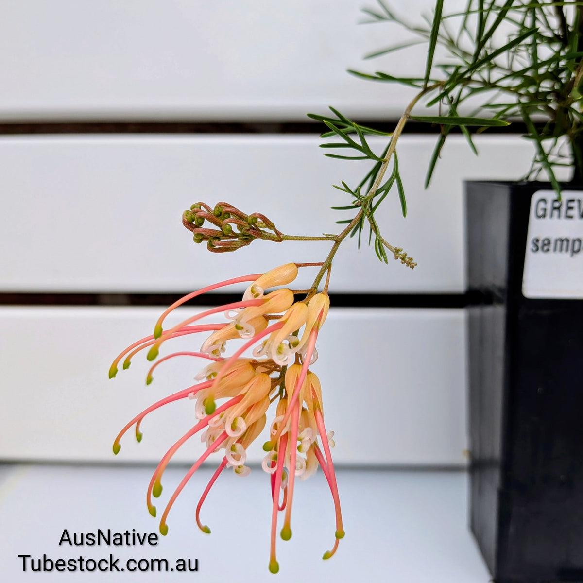 Grevillea semperflorens Tubestock (50mm x 120mm)