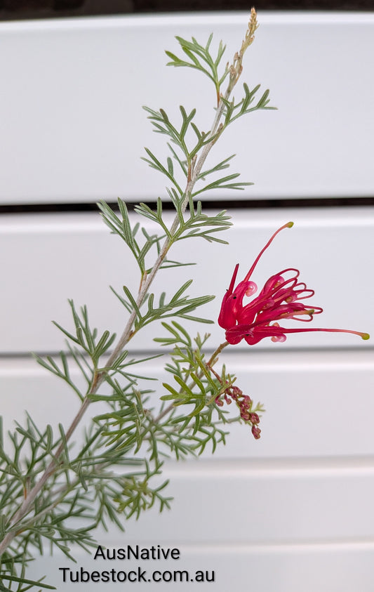 Grevillea 'Seaview' Tubestock (50mm x 120mm)
