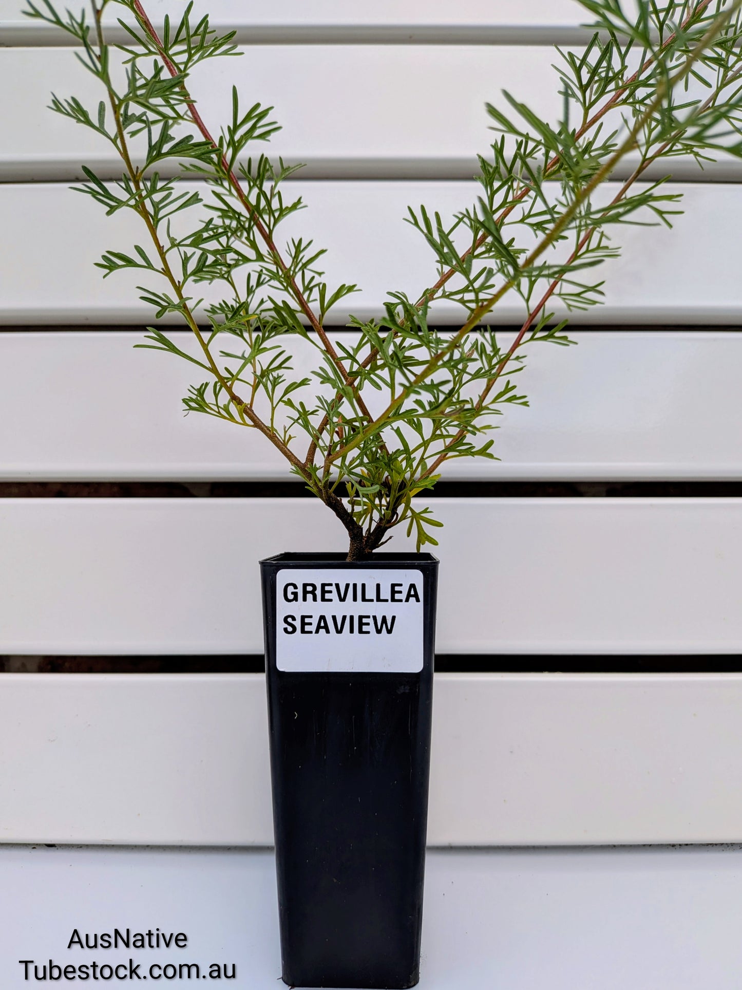 Grevillea 'Seaview' Tubestock (50mm x 120mm)