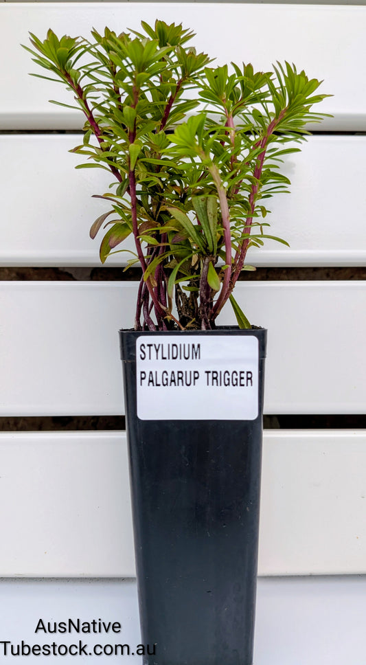 Stylidium 'Palgarup Trigger' Tubestock (50mm x 120mm)