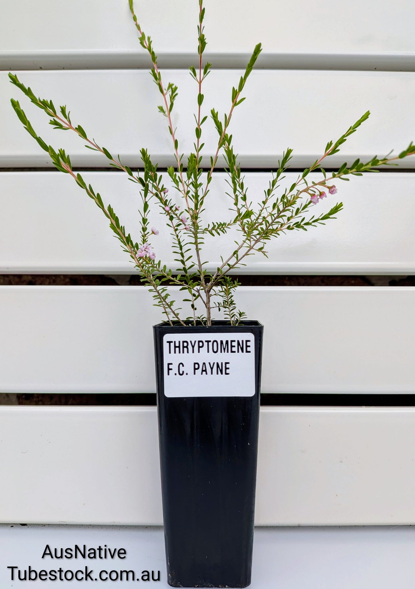 Thryptomene 'F.C Payne' Tubestock (50mm x 120mm)