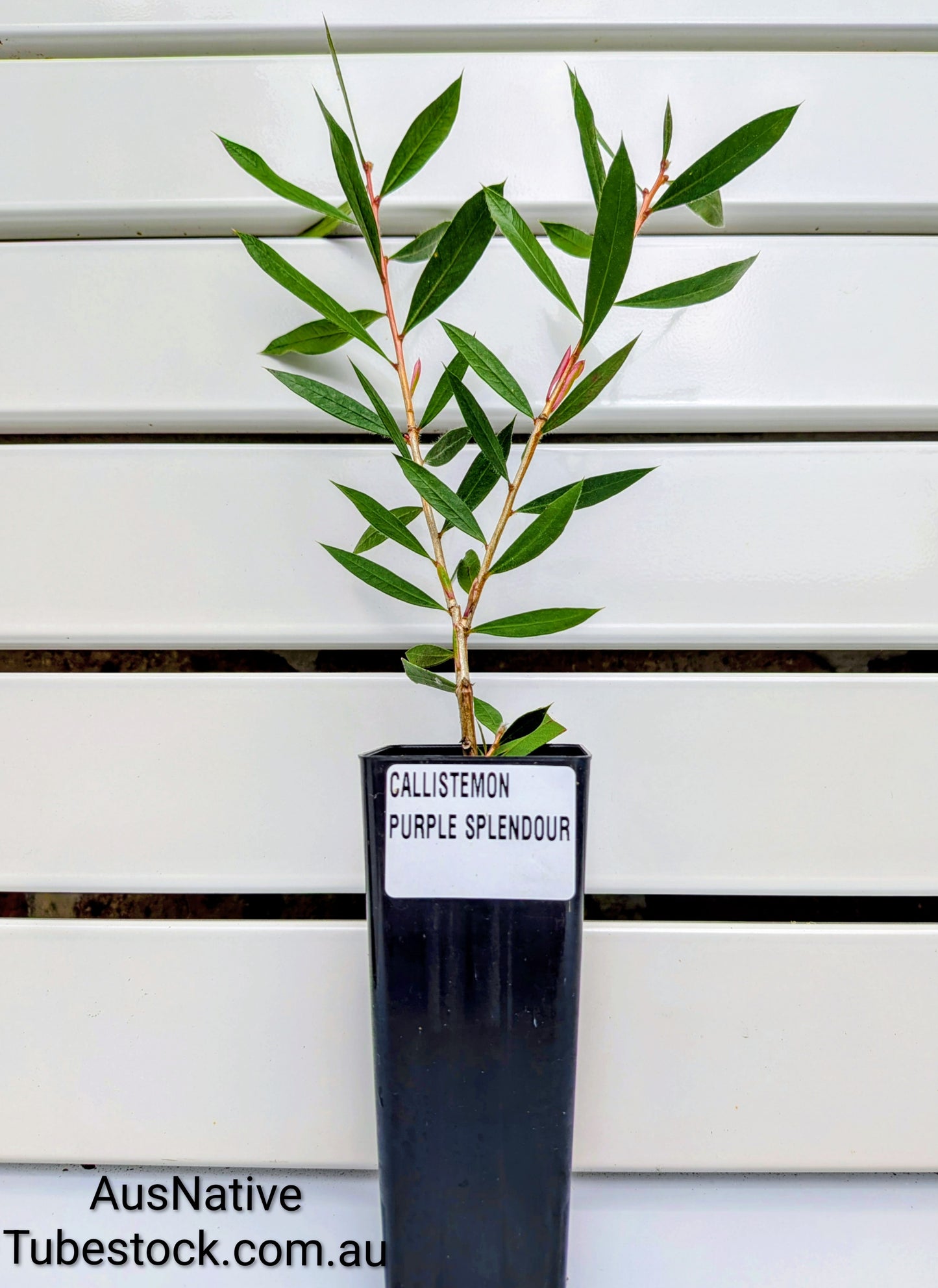 Callistemon 'Purple Splendour' Tubestock (50mm x 120mm)
