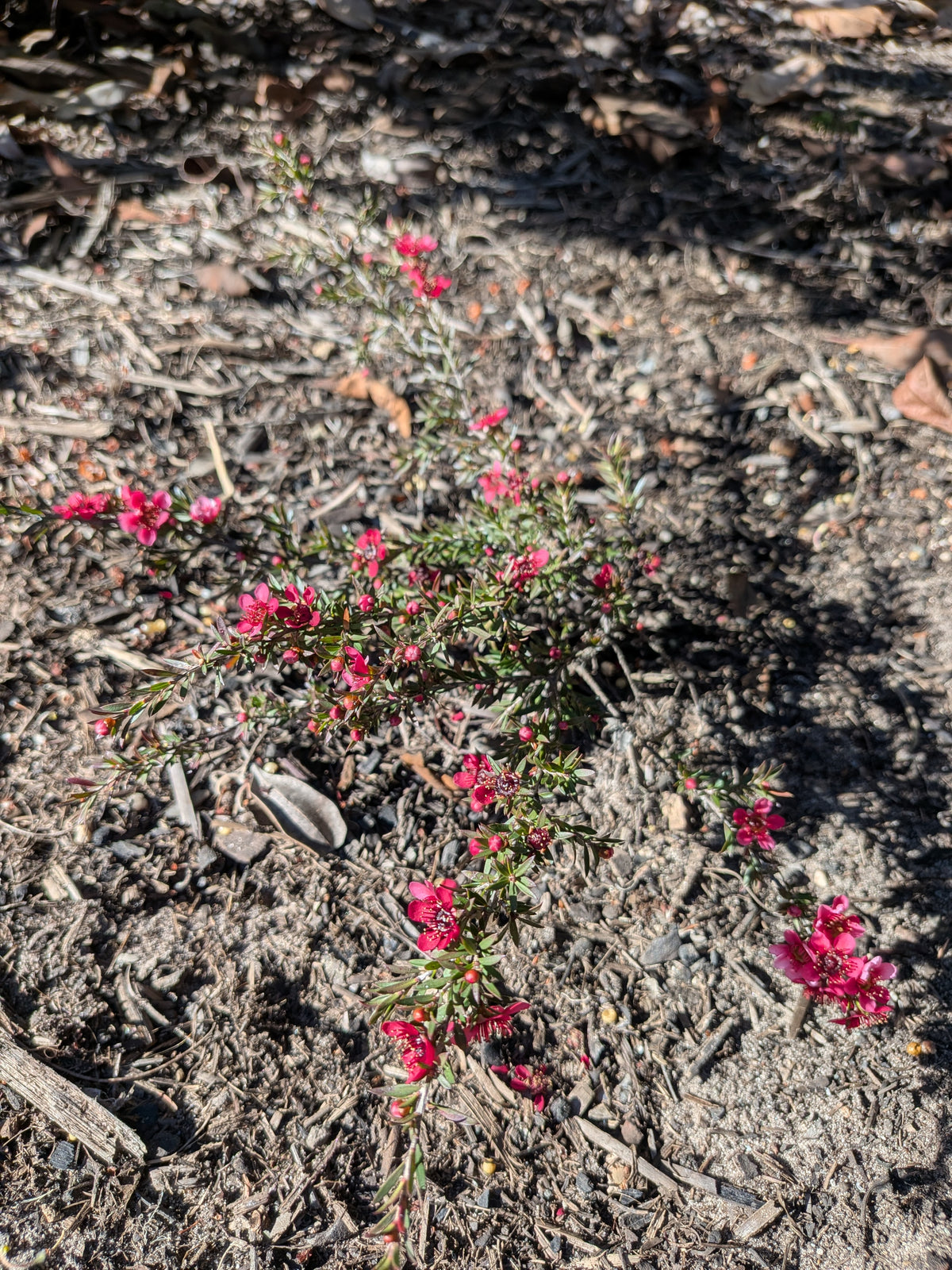 Leptospermum 'Crimson Cascade' Tubestock (50mm x 120mm)