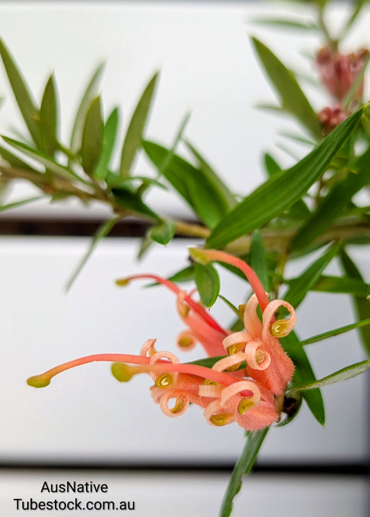 Grevillea 'Apricot Tingle' Tubestock (50mm x 120mm)