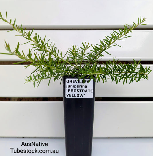 Grevillea juniperina 'Prostrate Yellow' Tubestock (50mm x 120mm)