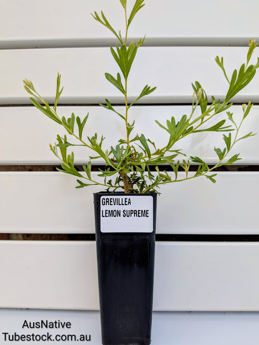 Grevillea 'Lemon Supreme' Tubestock (50mm x 120mm)