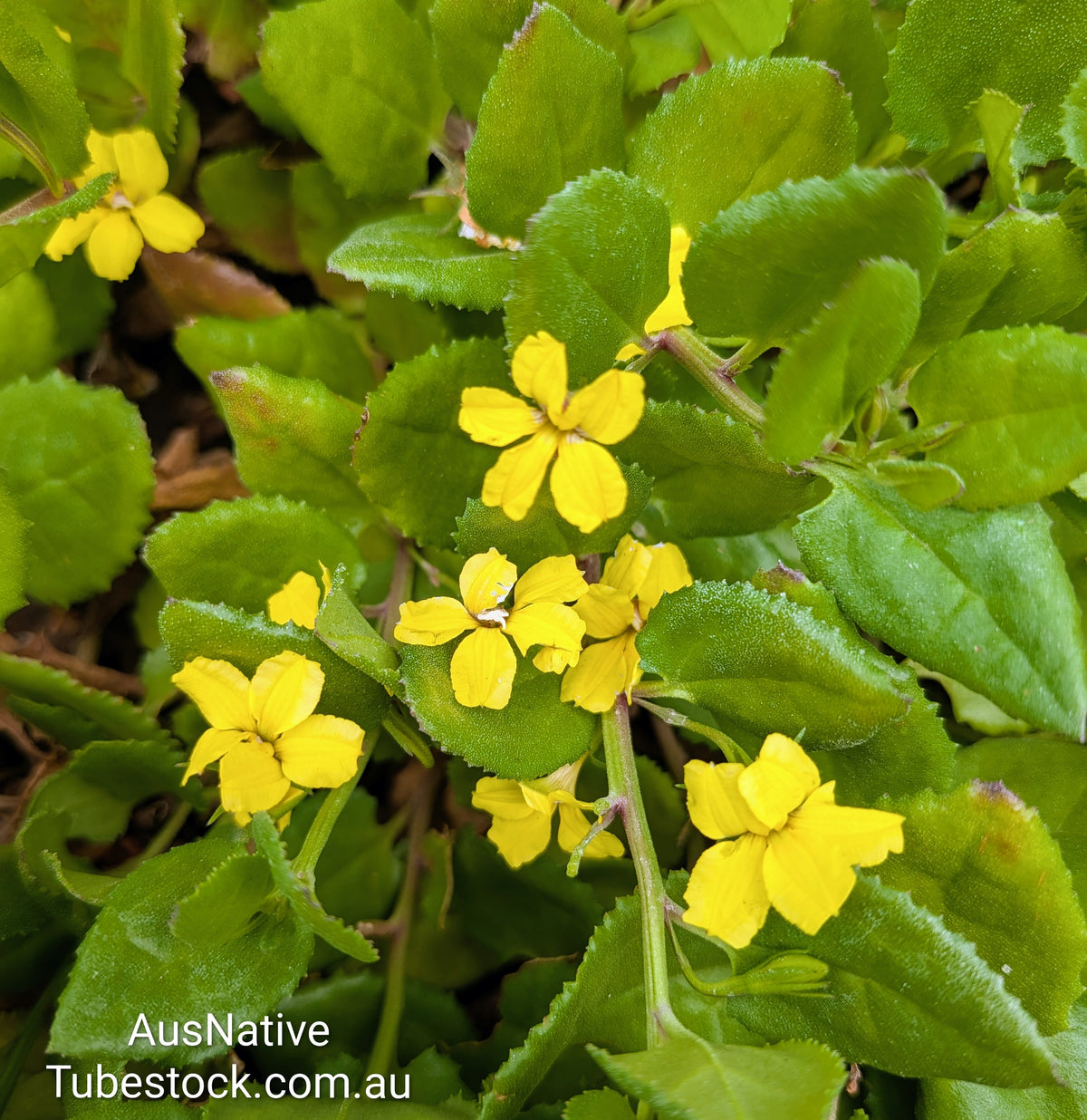 Goodenia ovata 'Prostrate' Tubestock (50mm x 120mm)