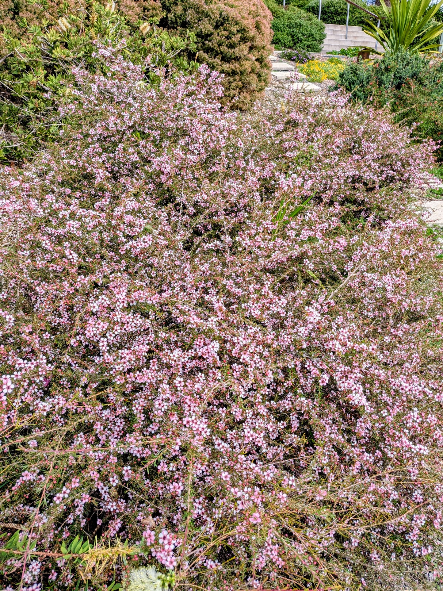 Leptospermum ' Pink Cascade' Tubestock (50mm x 120mm)