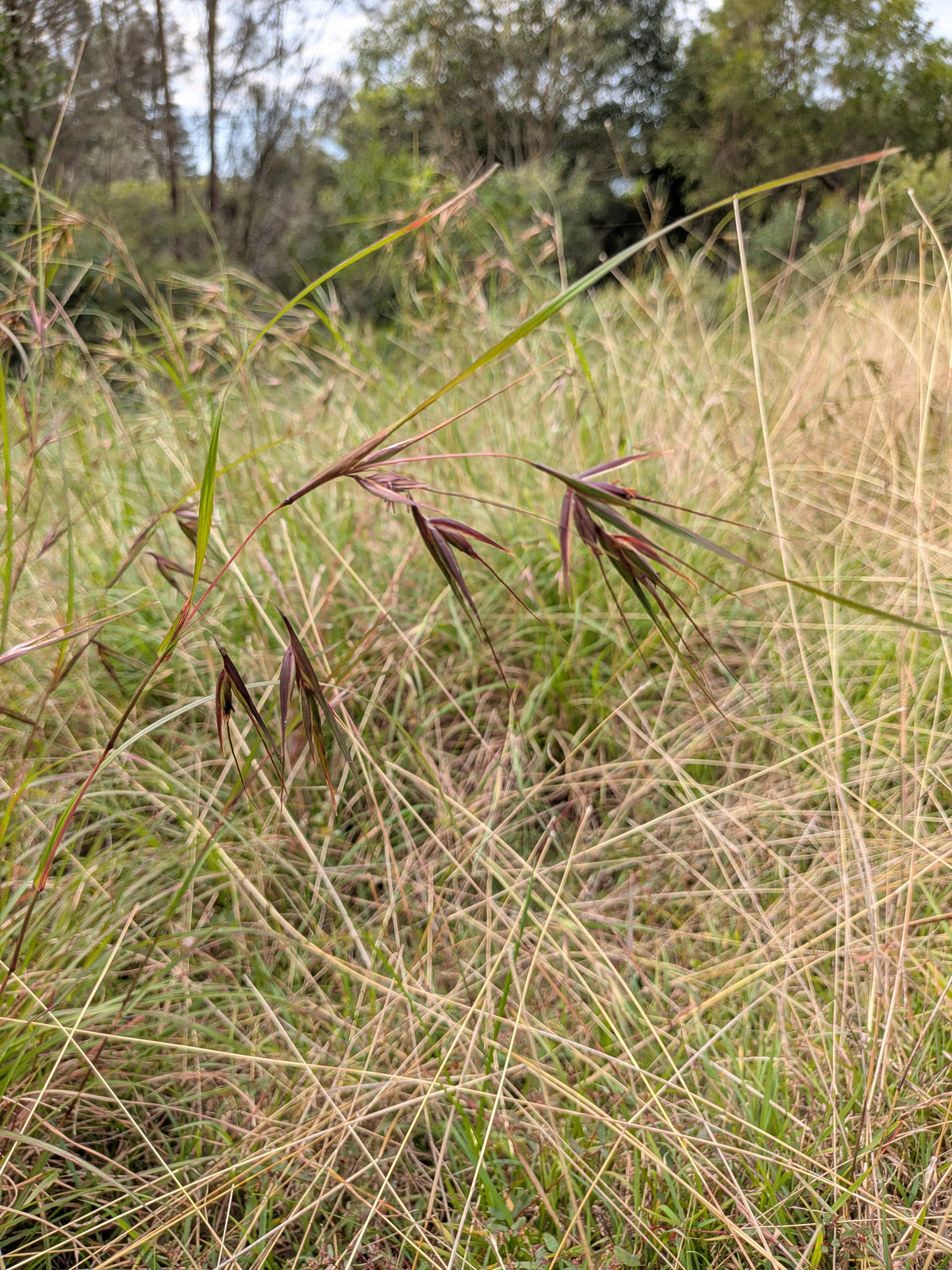 Kangaroo Grass Tubestock (50mm x 120mm)