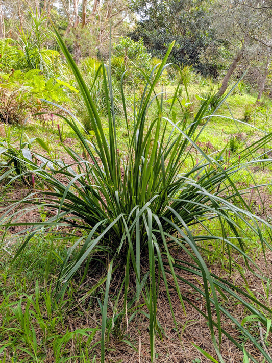 Lomandra hystrix Forestry tray (40 Cell)