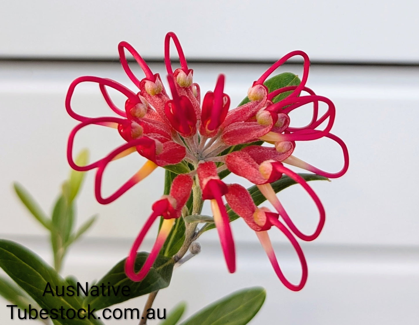Grevillea 'Wide Leaf Red' Tubestock (50mm x 120mm)