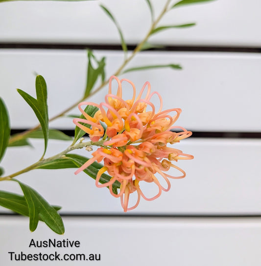 Grevillea 'Apricot Glow' Tubestock (50mm x 120mm)