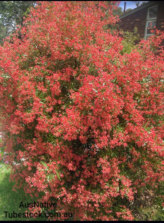 Dwarf NSW Christmas Bush 'Johanna's Christmas' Tubestock (50mm x 120mm)
