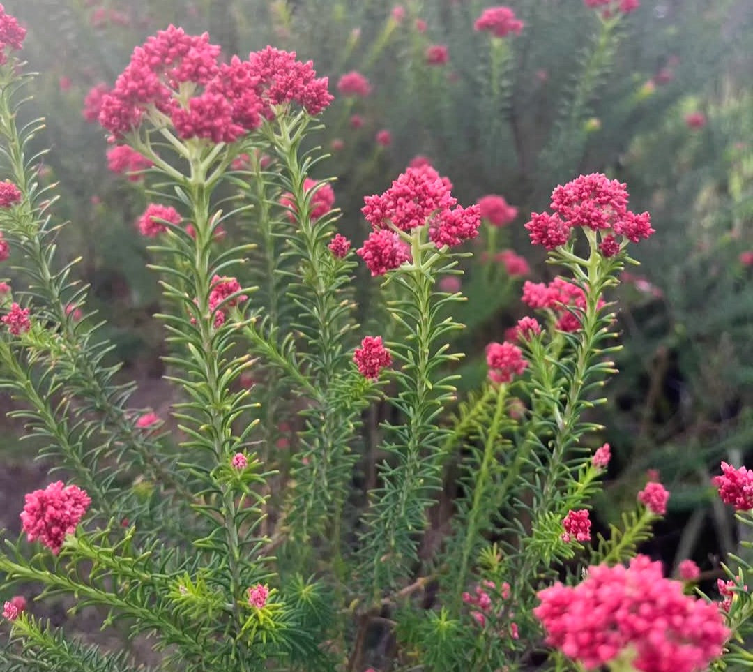 Rice Flower ‘Red Gingham’ Tubestock (50mm x 120mm)