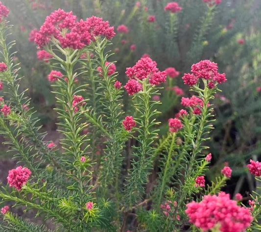 Rice Flower ‘Red Gingham’ Tubestock (50mm x 120mm)