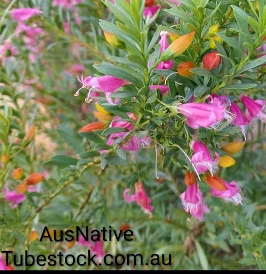 Eremophila 'Fairy Floss' | Emu Bush Tubestock (50mm x 120mm)