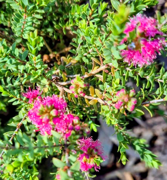 Melaleuca 'Cotton Candy' Tubestock (50mm x 120mm)