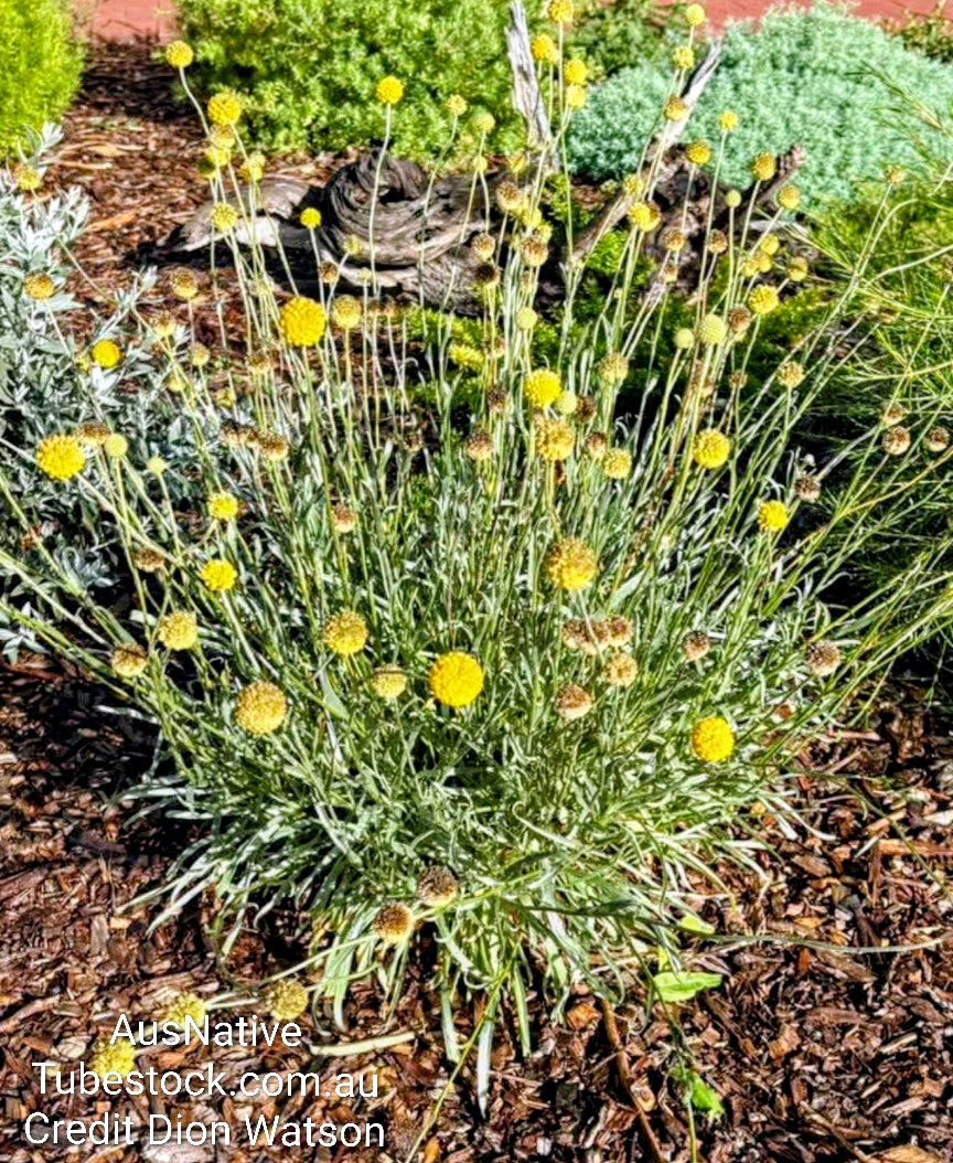 Billy Buttons Tubestock (50mm x 120mm)