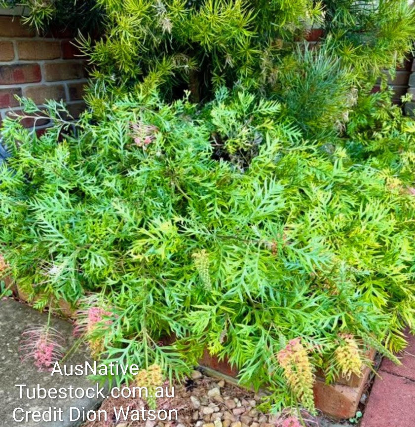 Grevillea 'Loopy Lou' Tubestock (50mm x 120mm)