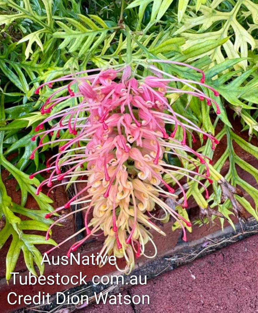 Grevillea 'Loopy Lou' Tubestock (50mm x 120mm)